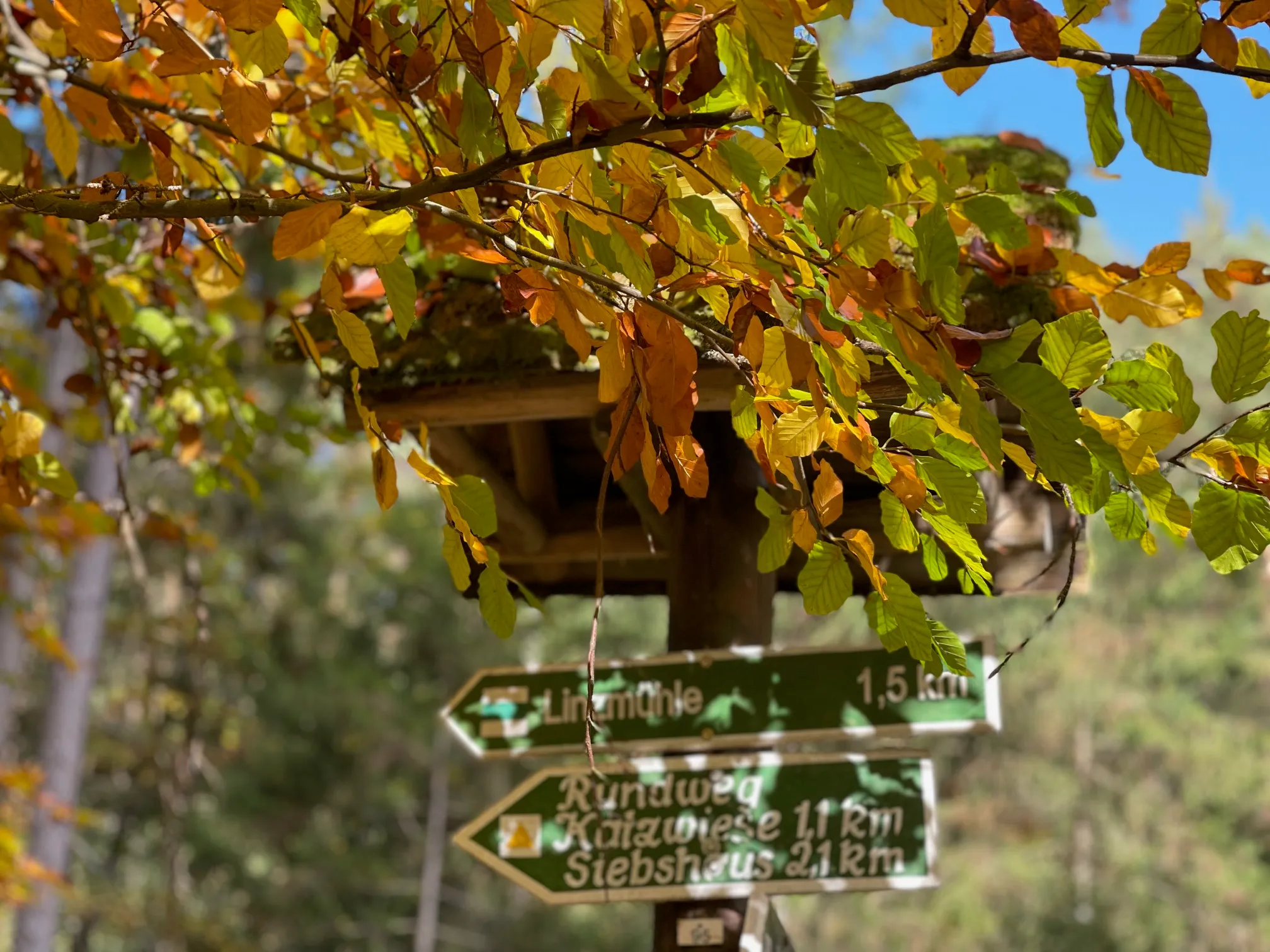 Wegweiser mit grünen Schildern unter einem Baum mit bunten Herbstblättern.